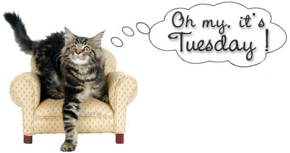 oh-my-its-tuesday1